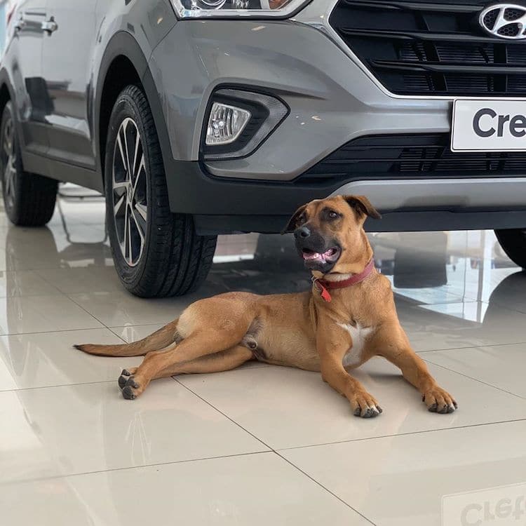 Stray Dog Gets a Job at Hyundai Dealership