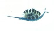 Baby sailfish picture